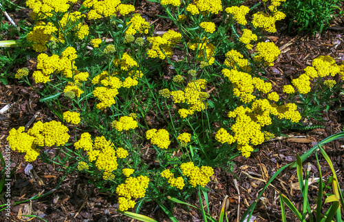 Yarrow flowers or Achillea filipendulina on a natural green background photo