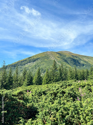 Hoverla landscape with trees and clouds