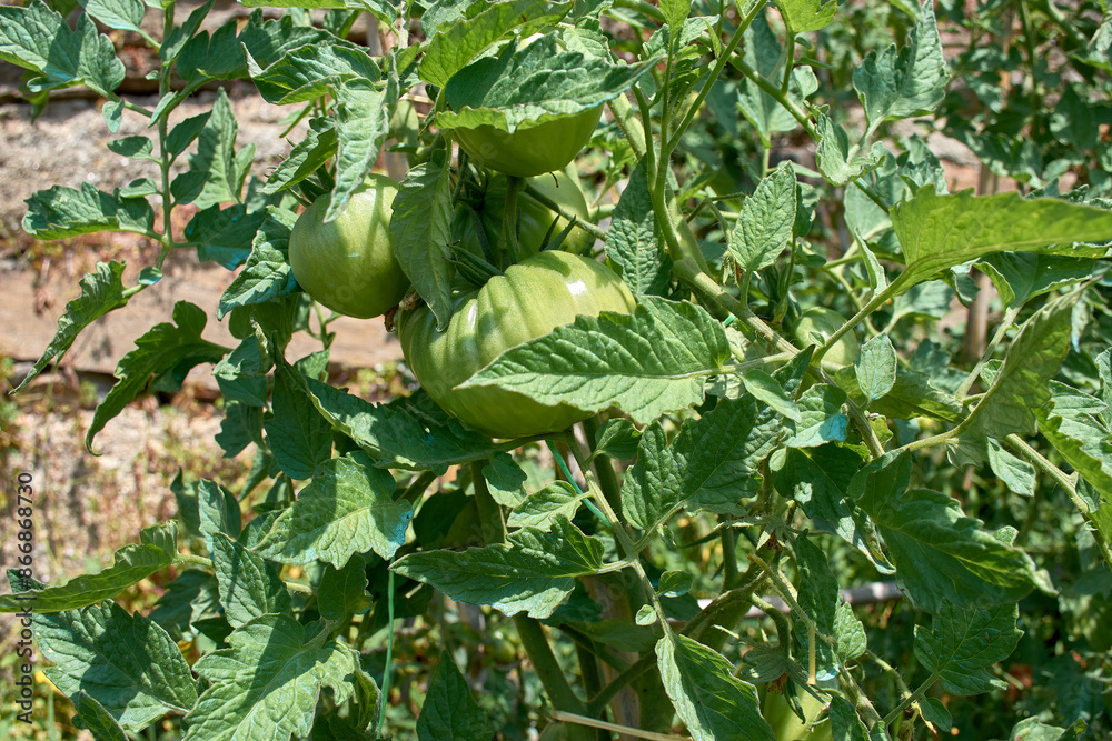 Fototapeta premium tomato plant loaded with green tomatoes in full growth