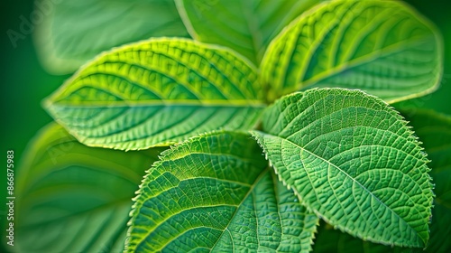 Green tropical plant close-up