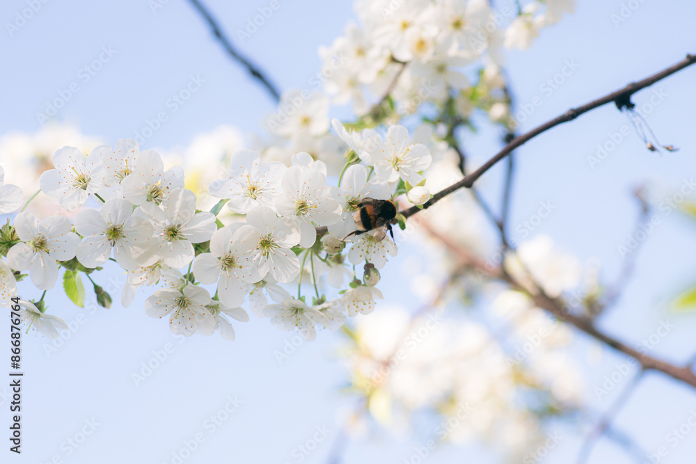 Bumblebee Collecting Pollen on Spring Blossoms Bumblebee Collecting Pollen on Spring Blossoms