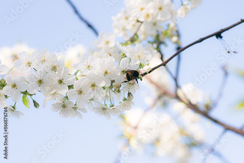 Bumblebee Collecting Pollen on Spring Blossoms