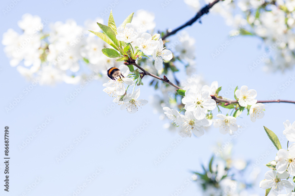 Bumblebee Pollinating White Cherry Blossoms on a Sunny Day Bumblebee Pollinating White Cherry Blossoms on a Sunny Day