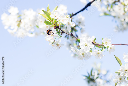 Bumblebee Pollinating White Cherry Blossoms on a Sunny Day