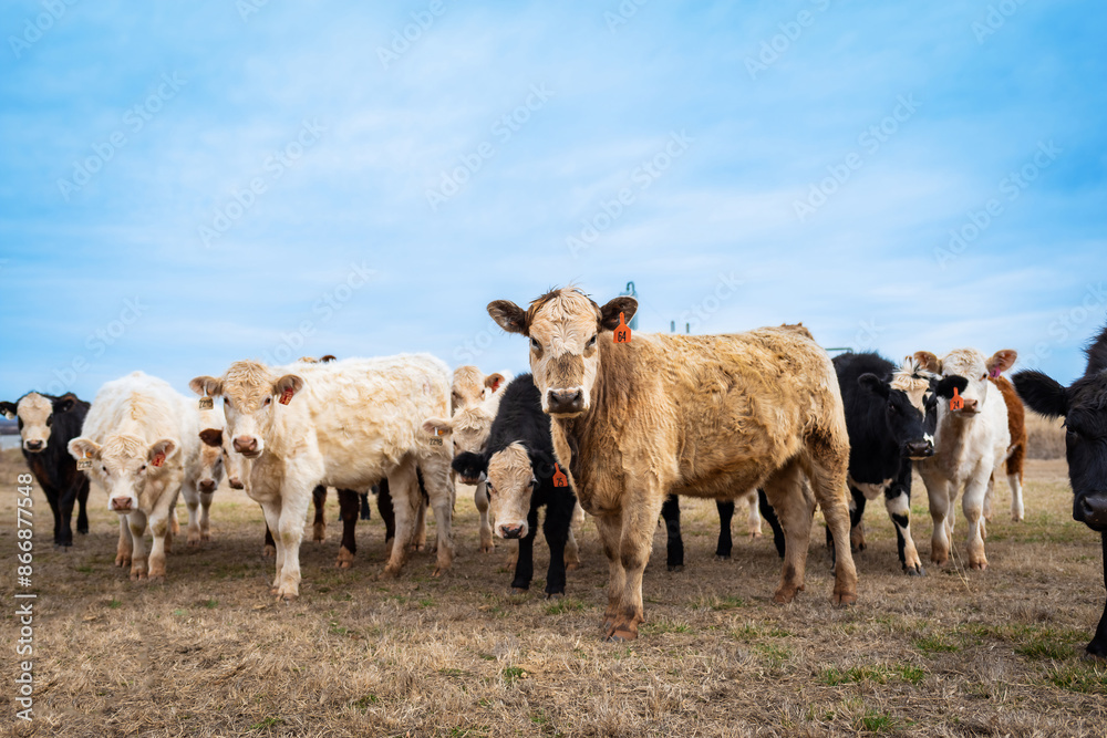 Curious Cows Looking into the Camera Curious Cows Looking into the Camera