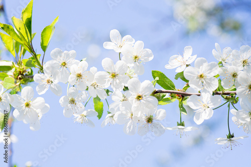 White Cherry Blossoms Blooming on a Spring Day