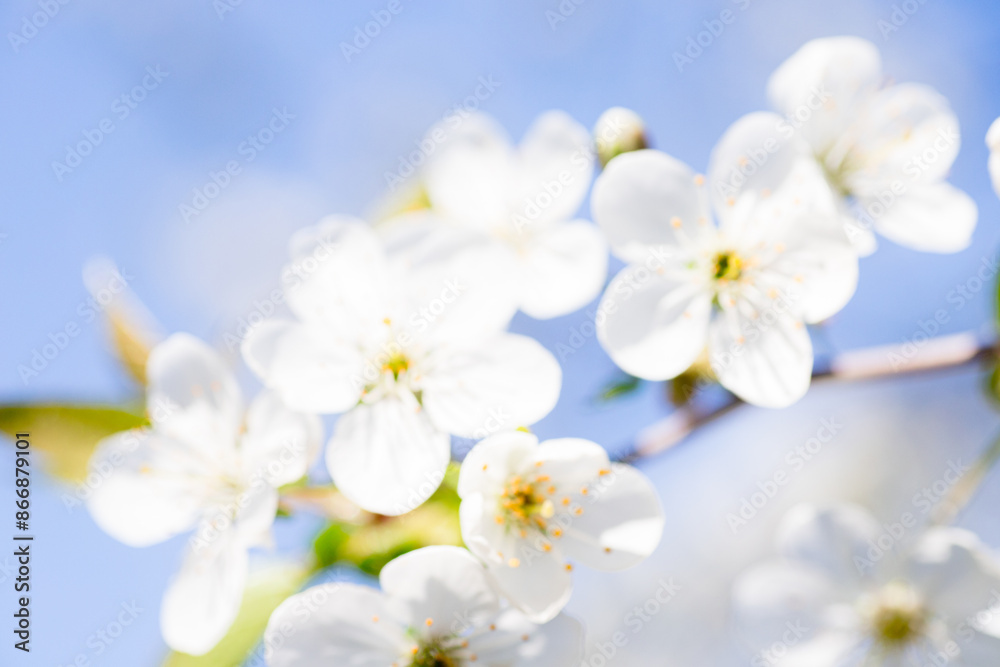 Close-Up of Delicate White Blossoms Against a Blue Sky on a Sunny Day Close-Up of Delicate White Blossoms Against a Blue Sky on a Sunny Day