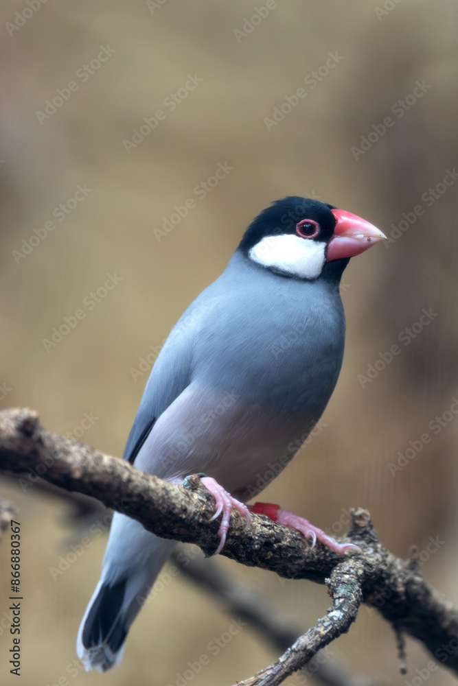 Fototapeta premium Java Sparrow (Padda oryzivora) - Commonly Found in Java, Bali, and Bawean in Indonesia