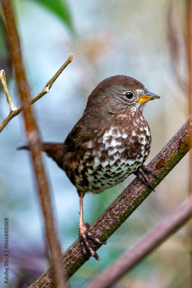 Fox Sparrow (Passerella iliaca) - Commonly Found in North America Fox Sparrow (Passerella iliaca) - Commonly Found in North America