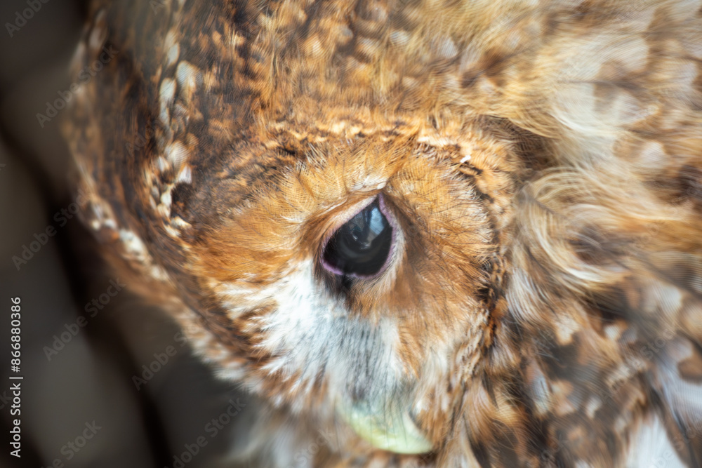 Obraz premium Tawny Owl (Strix aluco) - Commonly Found in Europe, North Africa, and Western Asia