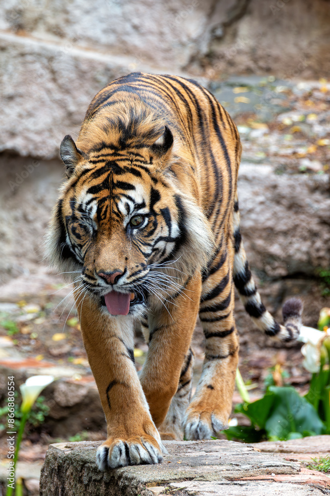 Fototapeta premium Sumatran Tiger (Panthera tigris sumatrae) - Commonly Found in Sumatra, Indonesia