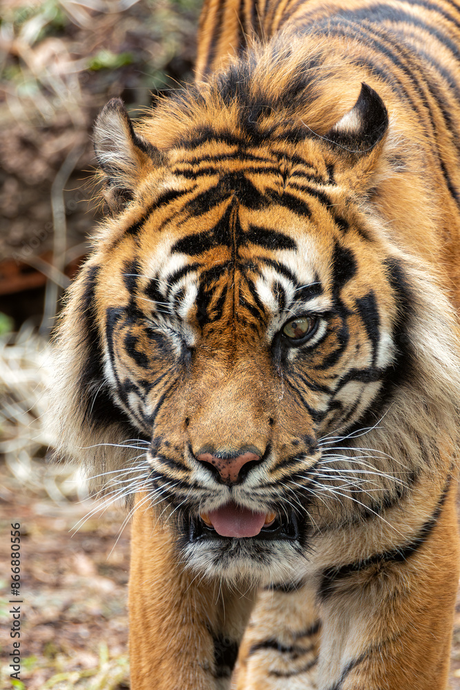 Sumatran Tiger (Panthera tigris sumatrae) - Commonly Found in Sumatra, Indonesia Sumatran Tiger (Panthera tigris sumatrae) - Commonly Found in Sumatra, Indonesia