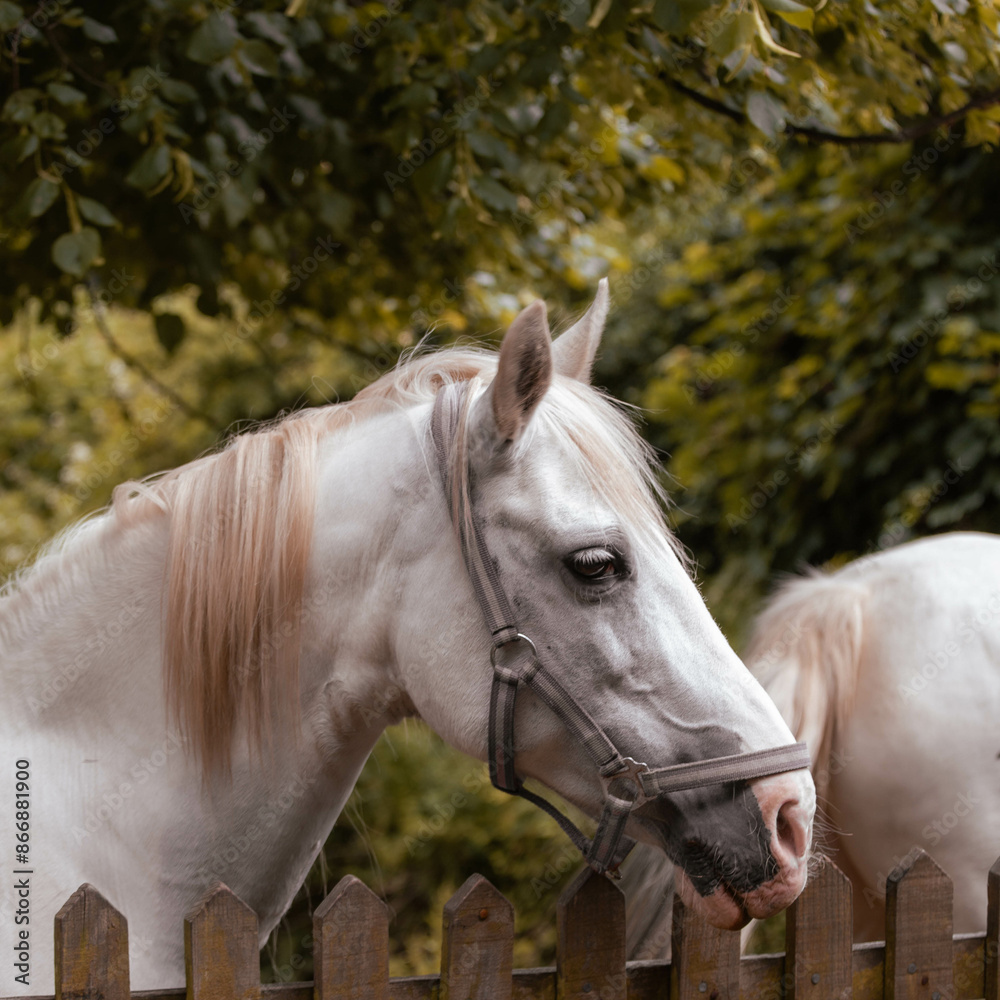 Fototapeta premium Horse headshot