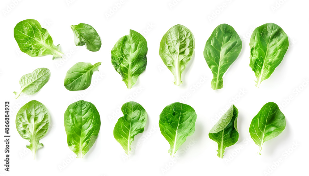 Set with leaves of butter lettuce isolated on white Set with leaves of butter lettuce isolated on white