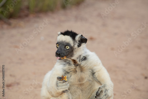 Verreaux's white sifaka with dark head Madagascar island fauna. photo