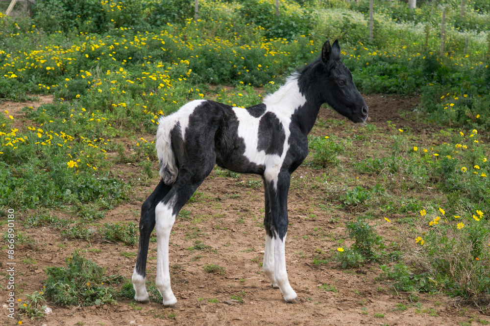 black and white horse black and white horse