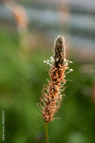 Close up wildflower