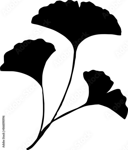 Ginkgo biloba leaves. Hand drawn leaves.