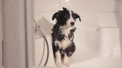 Cute Black and White puppy dog border collie takes a bath. The man washes the animal. High quality 4k footage. Adorable dog