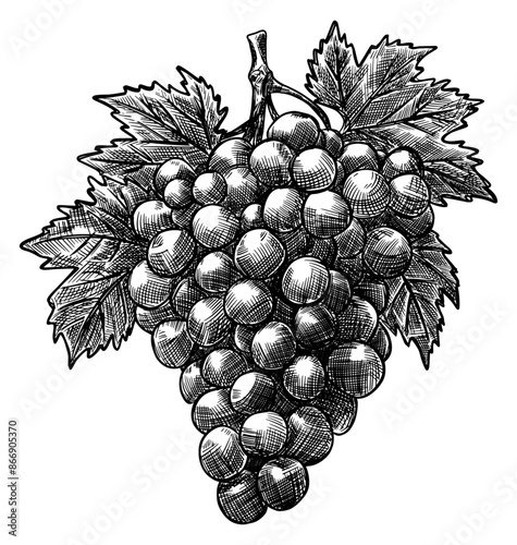 grape bunch with leaves isolated hand drawn sketch line art detailed vector illustration transparent background