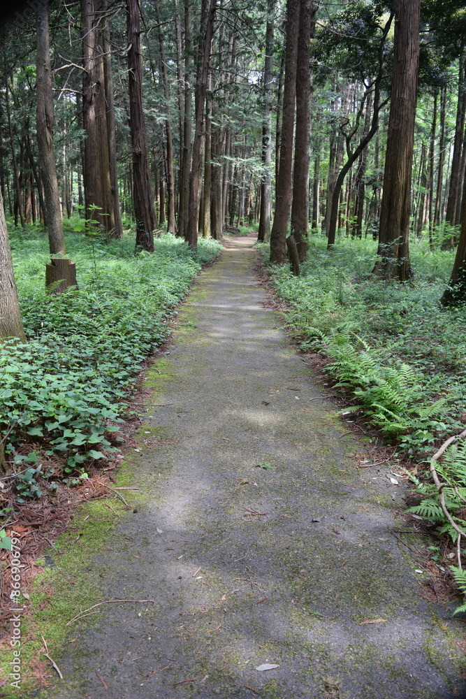 自然遊歩道 森林浴 自然遊歩道 森林浴