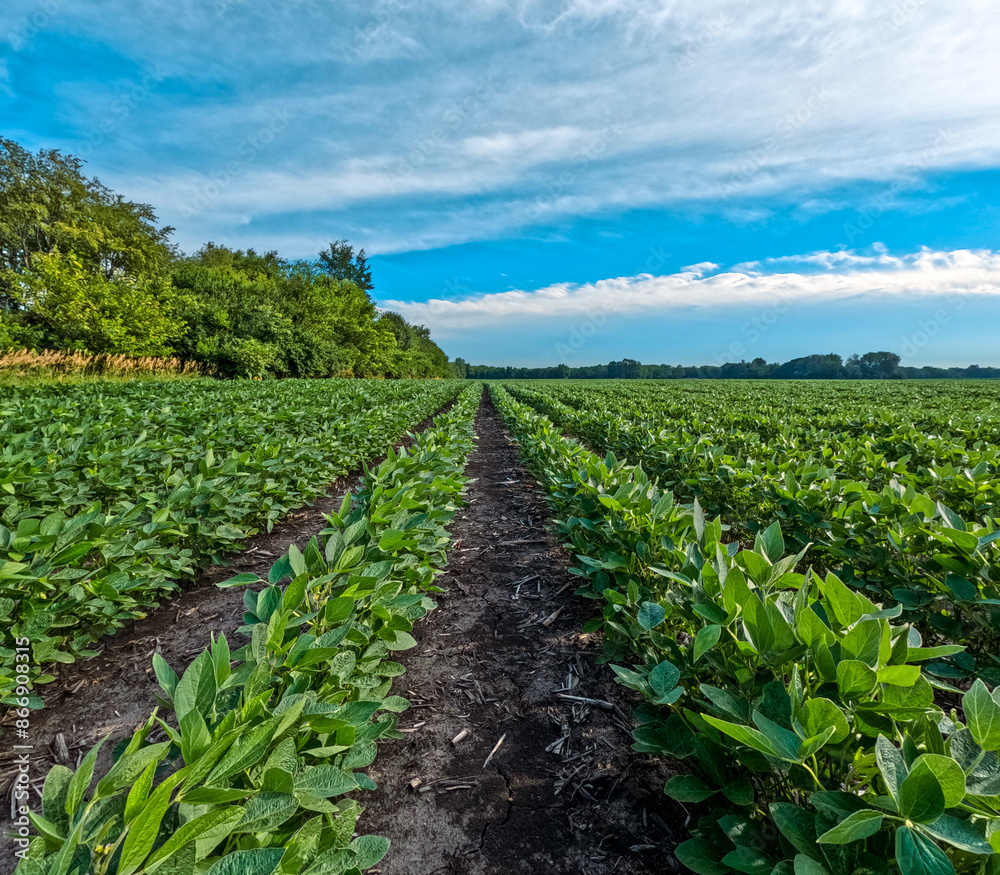 Rows of lush green soybean plants in an agricultural field. Green leafy plants are set against a wispy blue Summer sky. Captured in late June in the Midwest, USA. Rows of lush green soybean plants in an agricultural field. Green leafy plants are set against a wispy blue Summer sky. Captured in late June in the Midwest, USA.