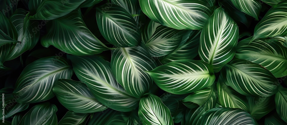 Texture of Spathiphyllum cannifolium leaves on a nature background Texture of Spathiphyllum cannifolium leaves on a nature background