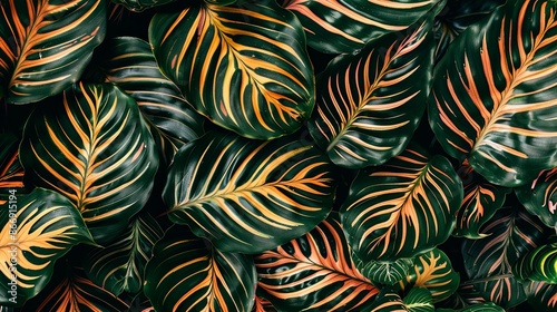 Green tropical plant close-up