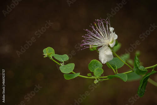 Caper thorn beautiful flower with pistils. photo