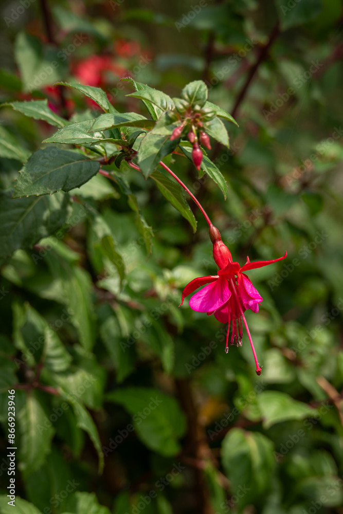 Red fuchsia flower and green leaves. Red fuchsia flower and green leaves.