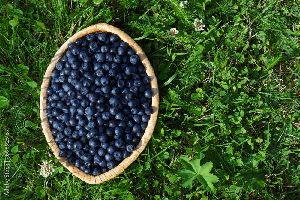 Wild forest blueberry in wicker basket on green grass, top view. Wild forest blueberry in wicker basket on green grass, top view.