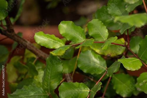 Wallpaper Mural Green carob leaf in detail. Torontodigital.ca