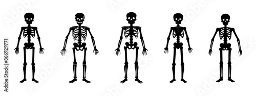 Set of Black silhouettes of human skeletons isolated on a white background. Concept of Halloween, anatomy illustration, bone structure, spooky illustration. Print, icon, design element