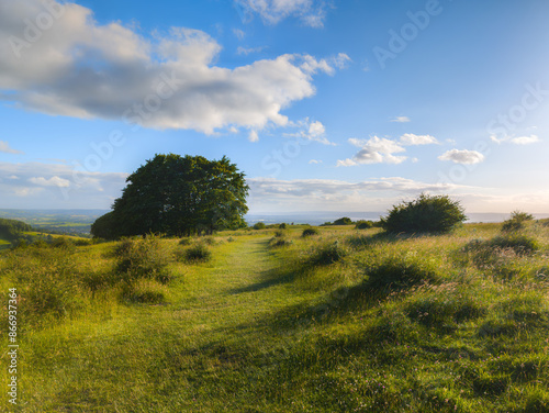 evening meadow