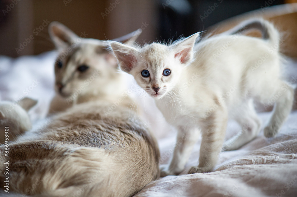 Obraz premium Balinesen Katzen im Bett