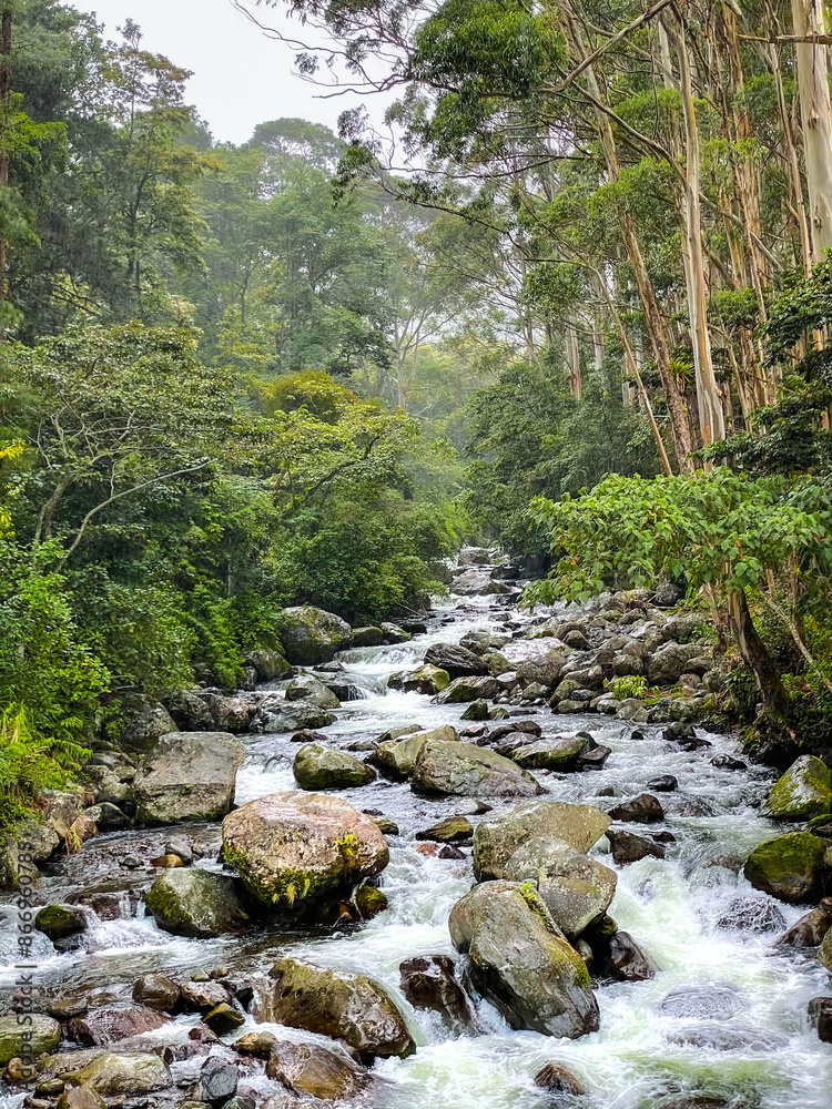 Beautiful Caldera River flows freely through dense highland rainforest in Panama Beautiful Caldera River flows freely through dense highland rainforest in Panama
