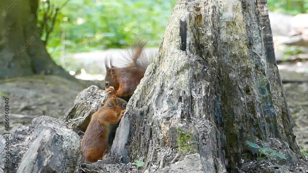 Cute squirrels eating on trunk at the daytime in a forest against blur background Cute squirrels eating on trunk at the daytime in a forest against blur background