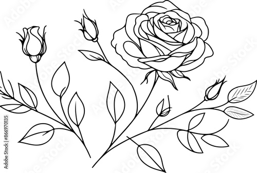 Beautiful rose line art sketch