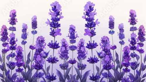 Field of vibrant purple lavender flowers close-up, nature and aromatherapy concept