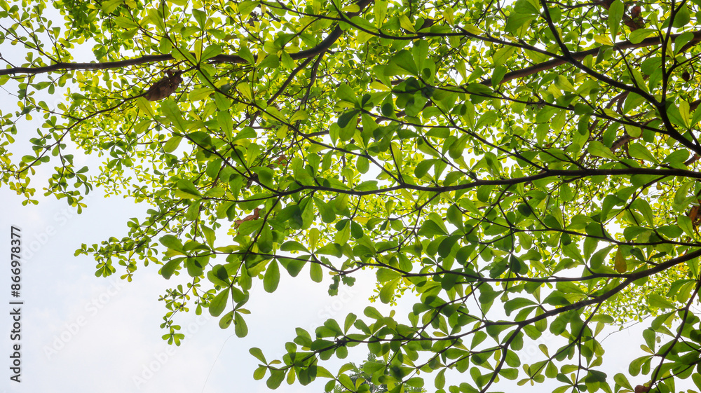 Fototapeta premium A view from below a tree canopy showcasing a vast network of branches and leaves against a bright, clear sky. Canopy of Lush Green Leaves.