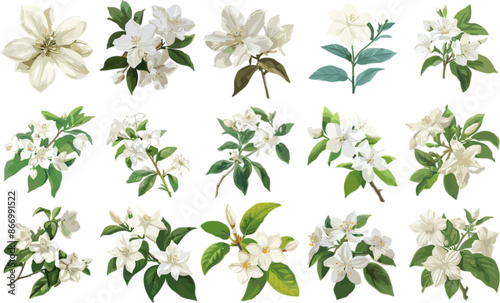 FLOWER SET IN COLOR STYLE, JASMINE SET IN COLOR STYLE
