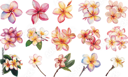 FLOWER SET IN COLOR STYLE, FRANGIPANI SET IN COLOR STYLE