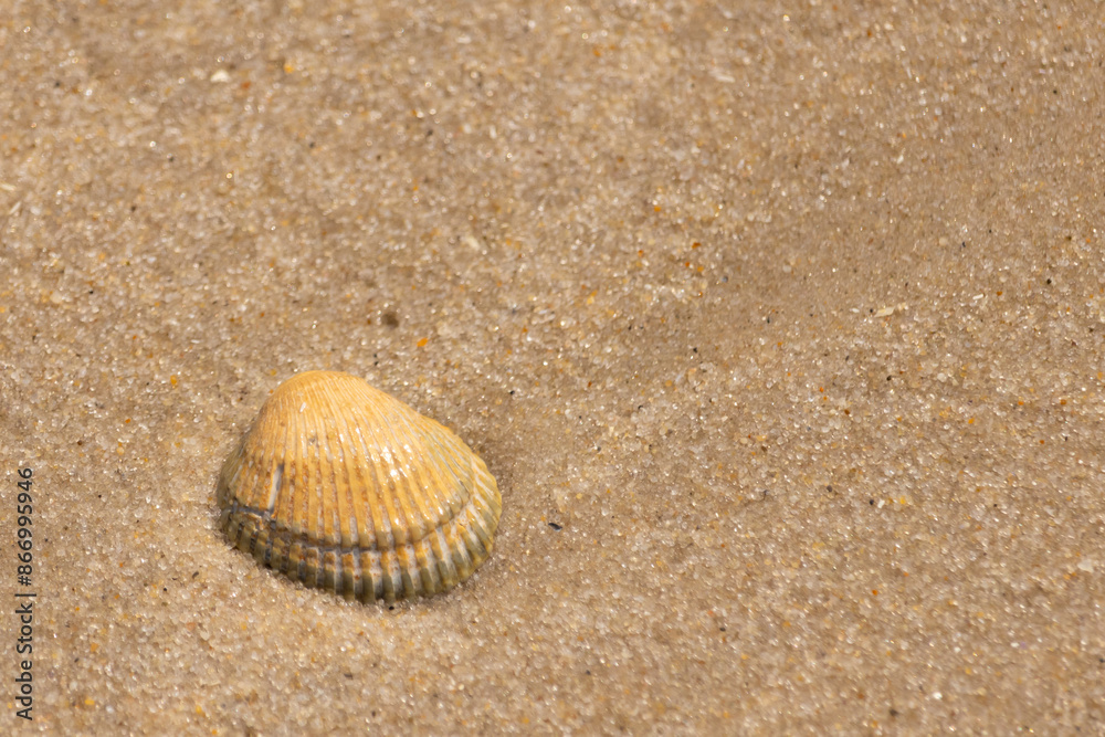 Beautiful seashell lay on the beach. The brown ridges and pretty bands help make it stand out. This blood ark shell is really catching the light of the sun as it sits among the brown grains of sand. Beautiful seashell lay on the beach. The brown ridges and pretty bands help make it stand out. This blood ark shell is really catching the light of the sun as it sits among the brown grains of sand.