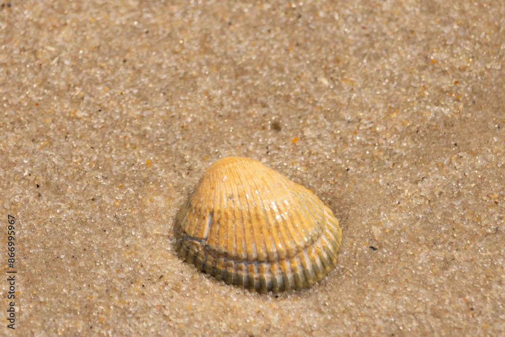 Beautiful seashell lay on the beach. The brown ridges and pretty bands help make it stand out. This blood ark shell is really catching the light of the sun as it sits among the brown grains of sand. Beautiful seashell lay on the beach. The brown ridges and pretty bands help make it stand out. This blood ark shell is really catching the light of the sun as it sits among the brown grains of sand.