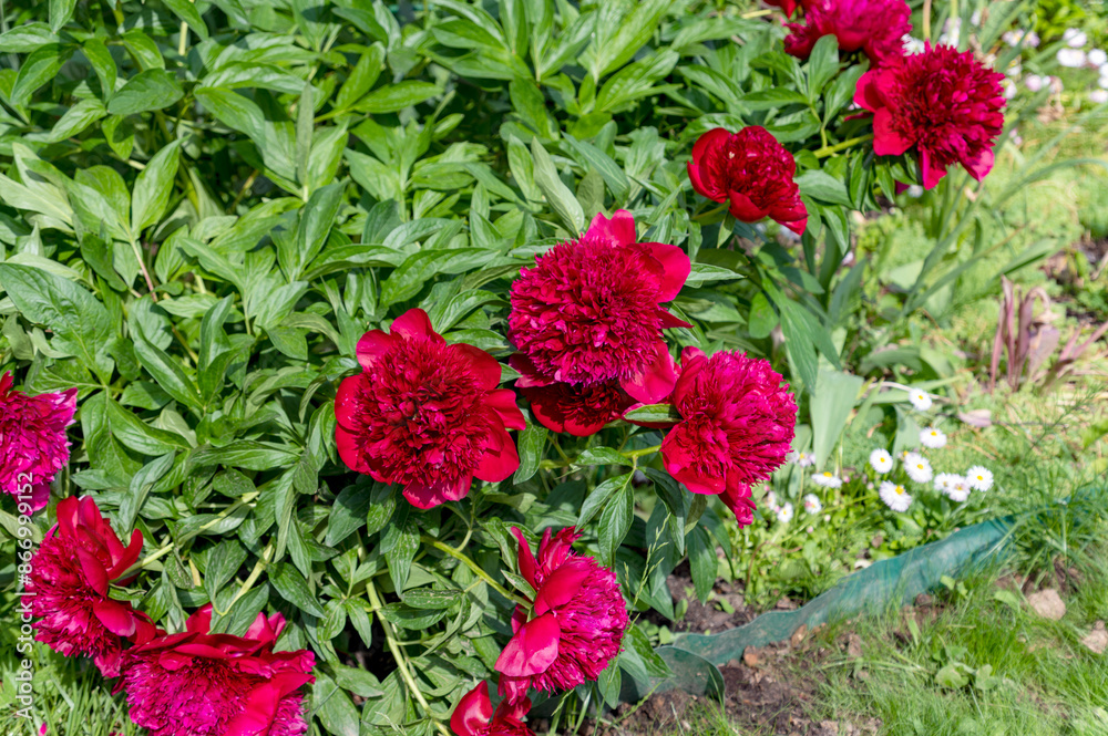 Beautiful red flowers grow in the garden
