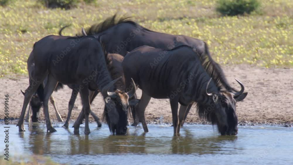 Herd of Wildebeest At Watering Hole Then Suddenly Run Off Herd of Wildebeest At Watering Hole Then Suddenly Run Off