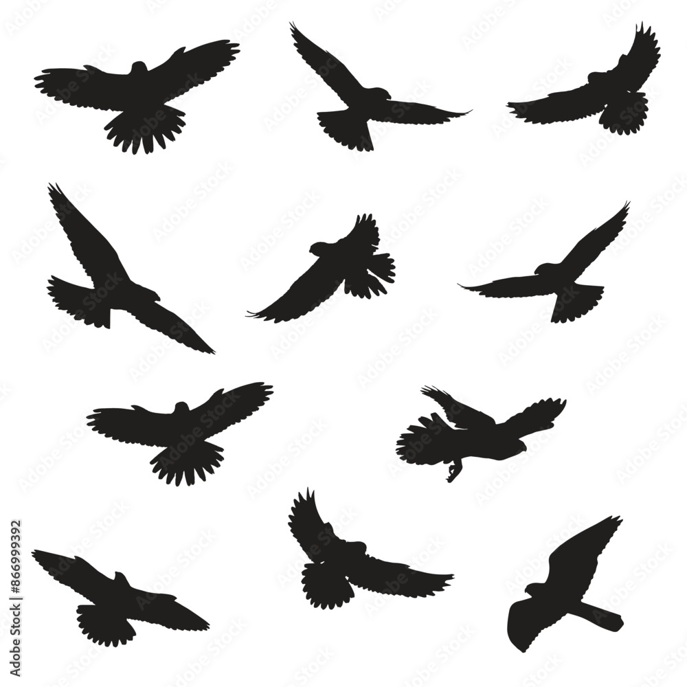 Obraz premium Falcon Silhouette Vector Sillhouette Art Bundle