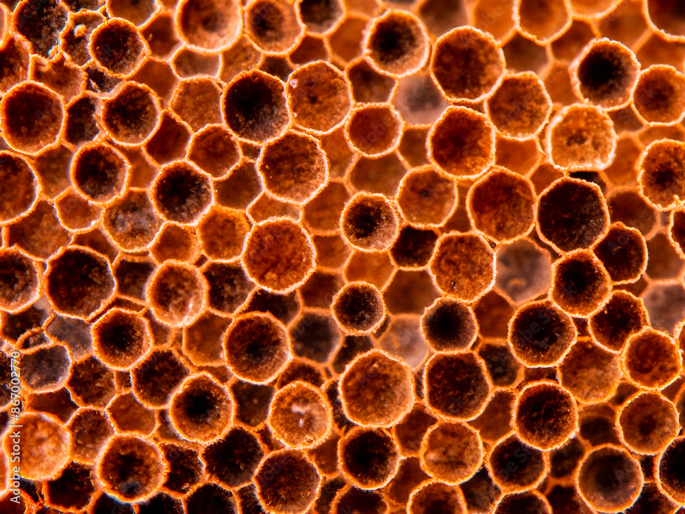 honey hive texture macro background. honey hive texture macro background.