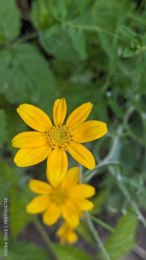 Close up top down view of of small yellow wildflower blossom, most likely a Woolly Sunflower (Genus Eriophyllum), with forest floor out of focus in the background. Close up top down view of of small yellow wildflower blossom, most likely a Woolly Sunflower (Genus Eriophyllum), with forest floor out of focus in the background.