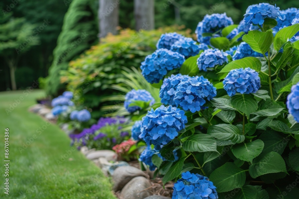 Blue hydrangeas are blooming in a lush garden border Blue hydrangeas are blooming in a lush garden border